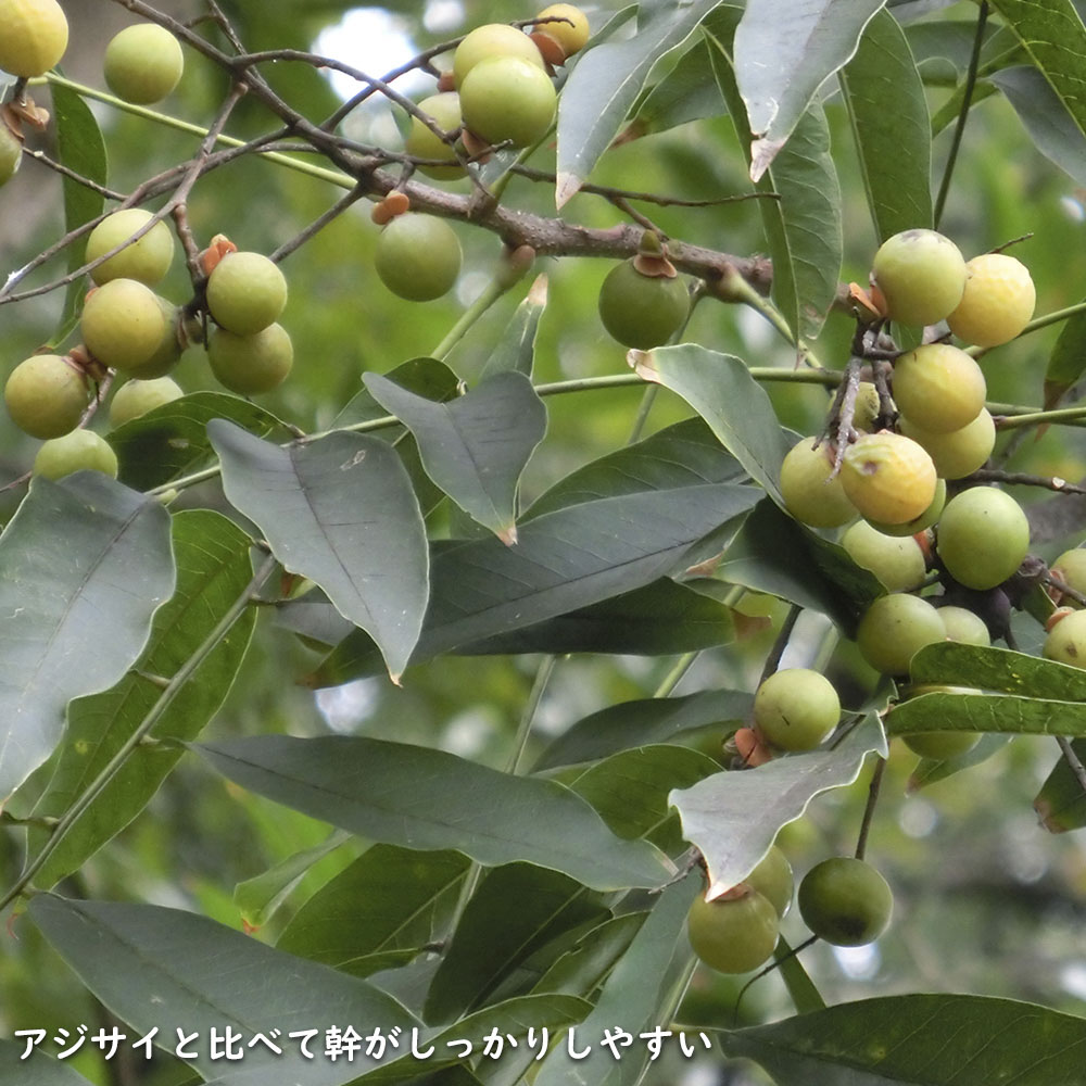 MOVA Cassini グリーン Φ114mm - YAMAGIWA OnlineStore
