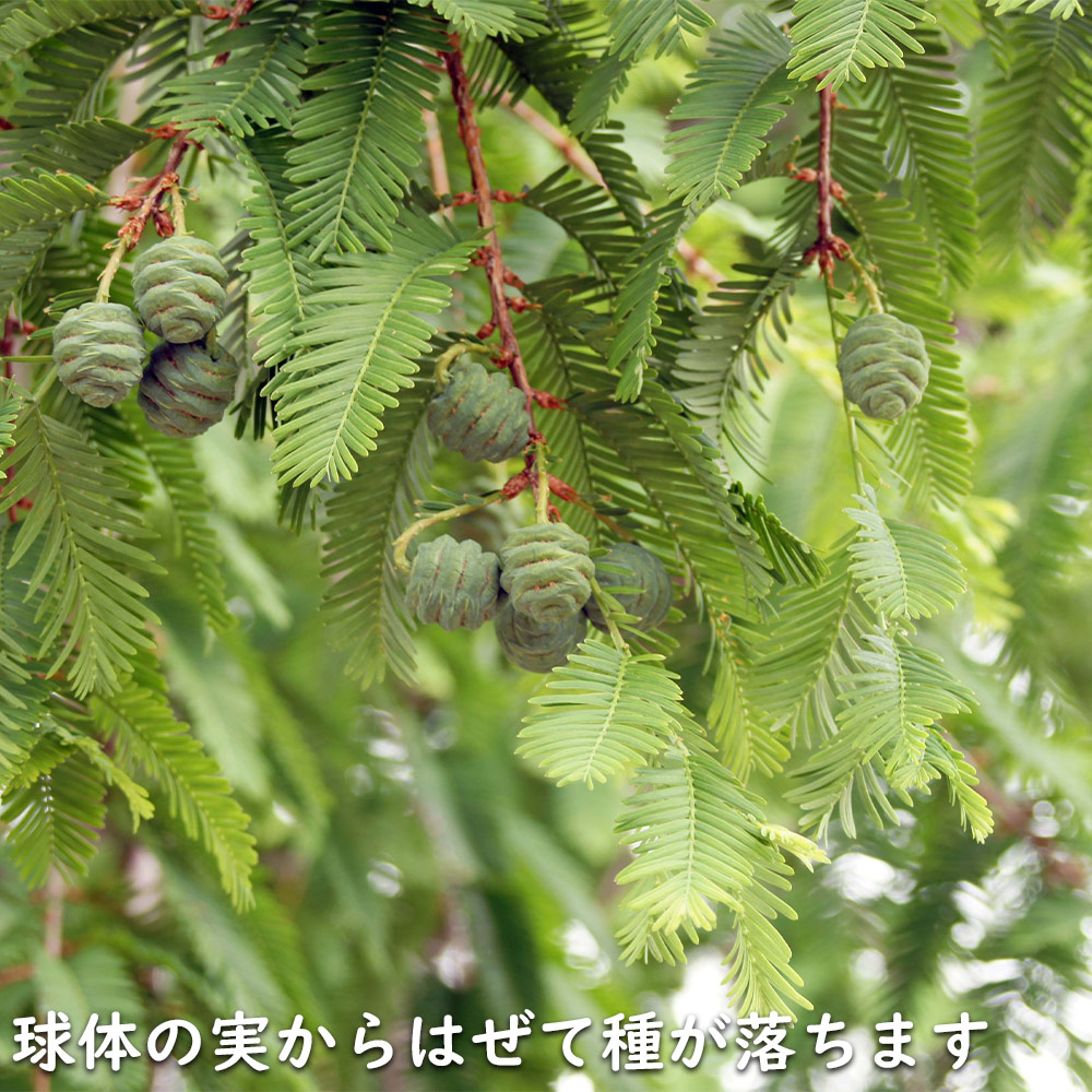 SALE／%OFF メタセコイア 0.3m .5cmポット 苗 落葉樹