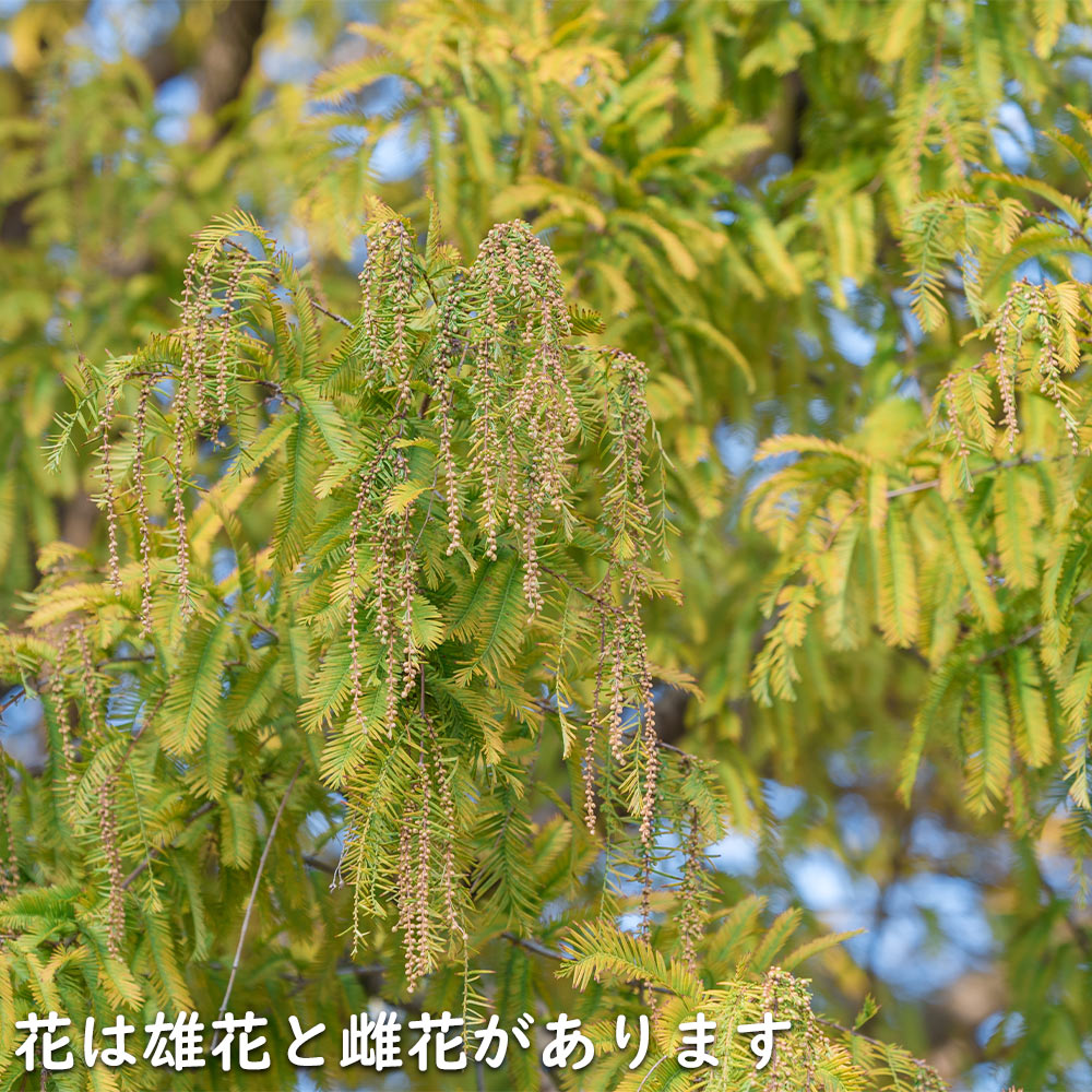 メタセコイア 2.5m 露地 苗木