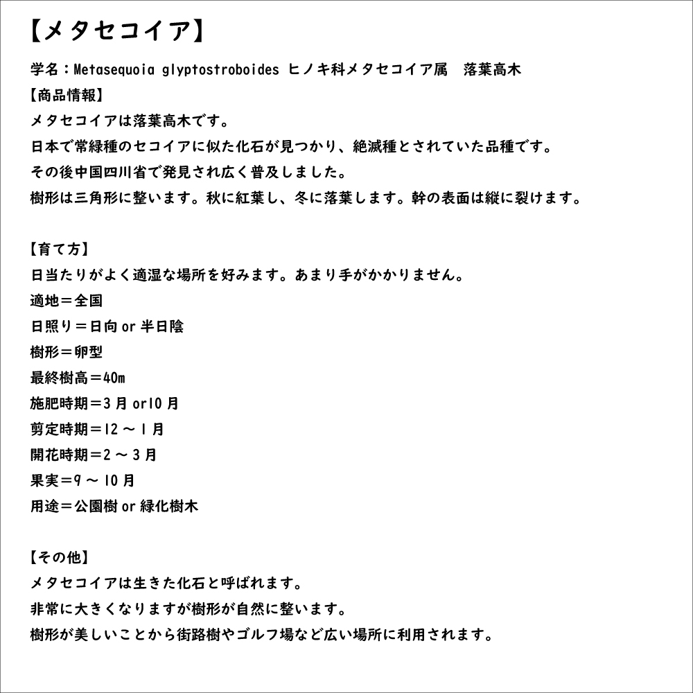 メタセコイア 1m 15cmポット 苗