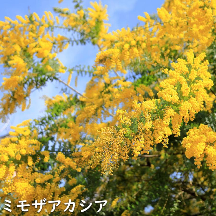 ミモザアカシア 0.8m 21cmポット 2本 苗 PE2677119852