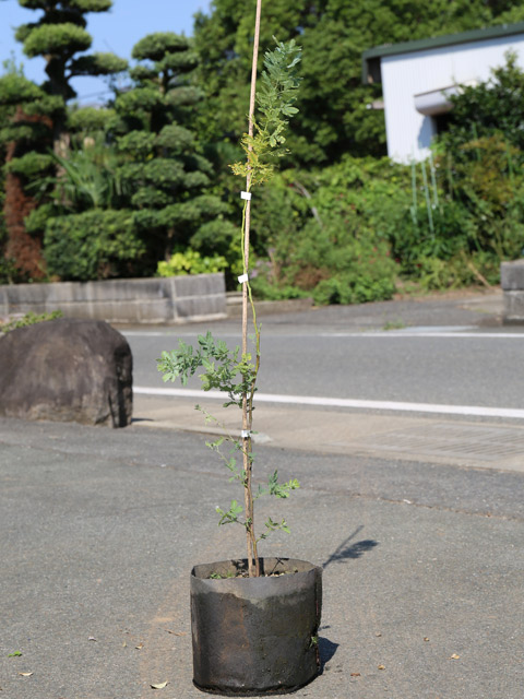 ミモザアカシア 0.8m 21cmポット 2本 苗(13200円)