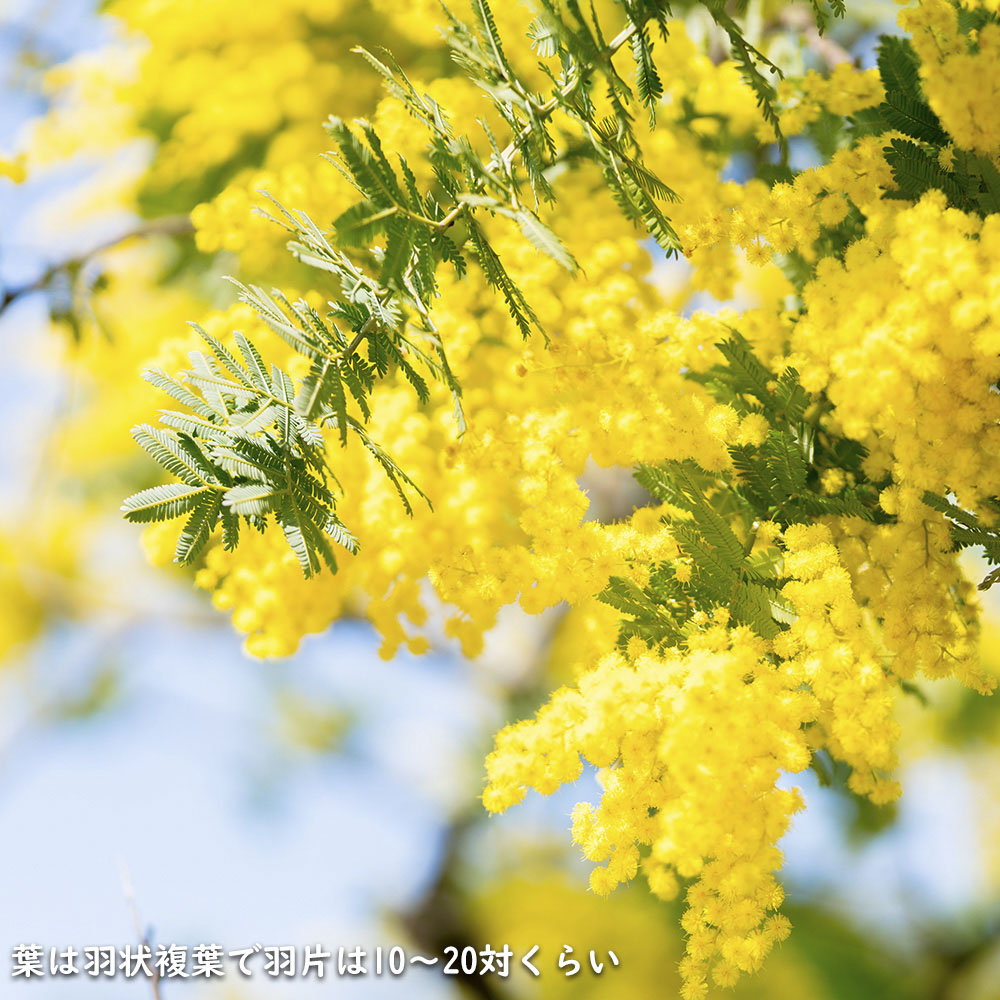 ミモザアカシア 0.8m 21cmポット 2本 苗 PE2677119852