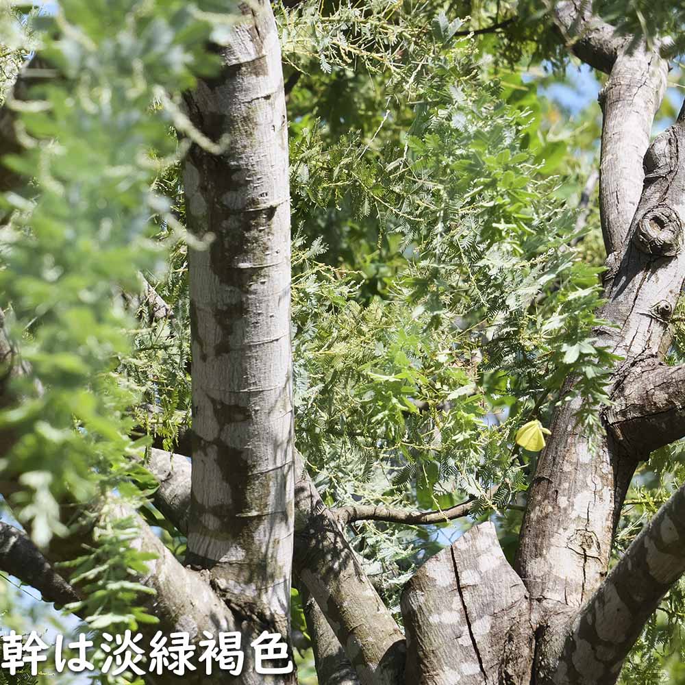 ミモザアカシア 0.8m 21cmポット 2本 苗 PE2677119852