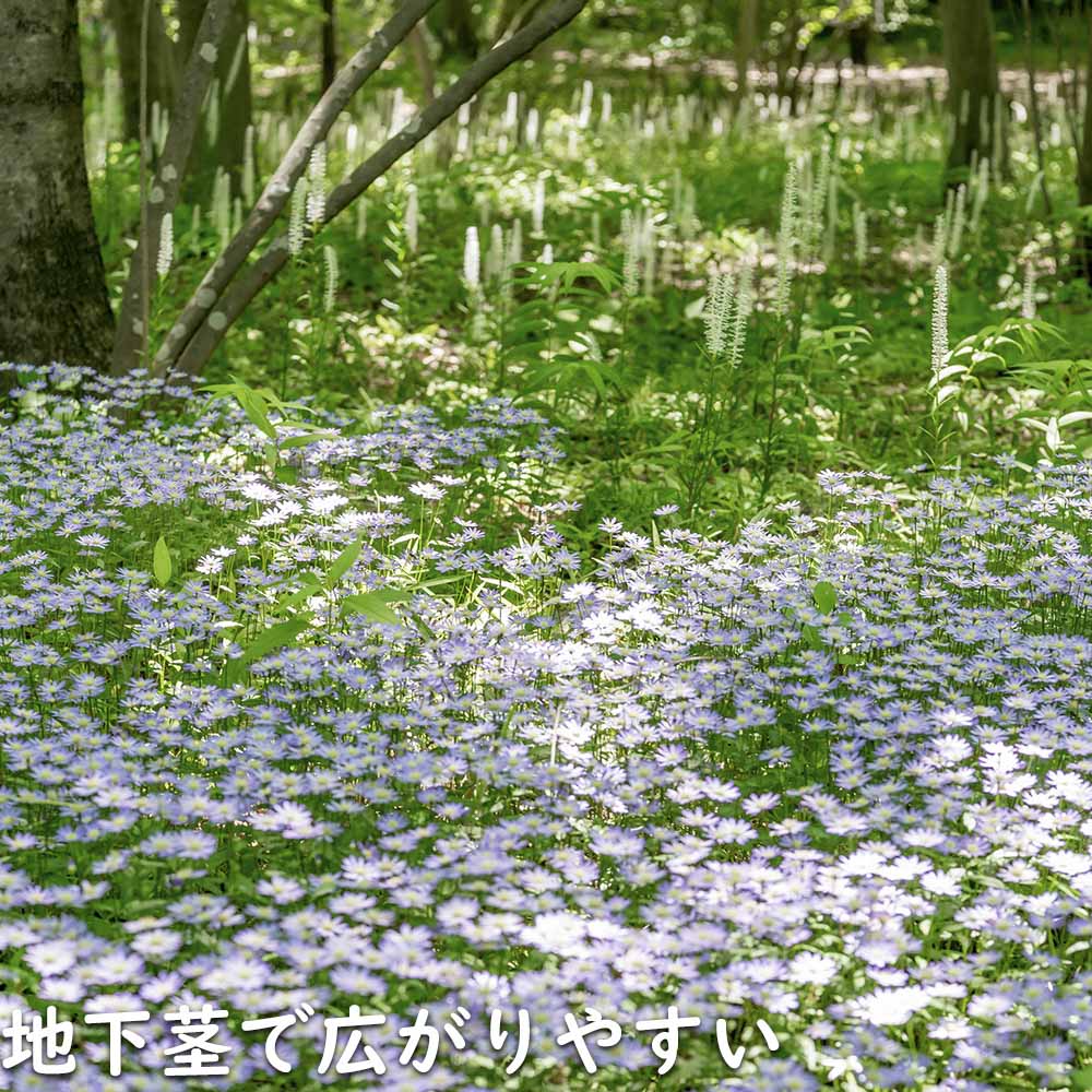 紫の花 常緑多年草（グランドカバー、下草の苗）｜苗 | 花