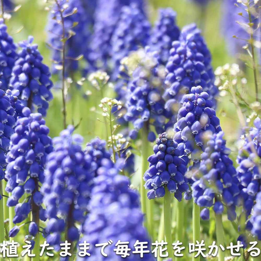 ムスカリ 紫色 9.0cmポット 苗｜green-netbox｜11