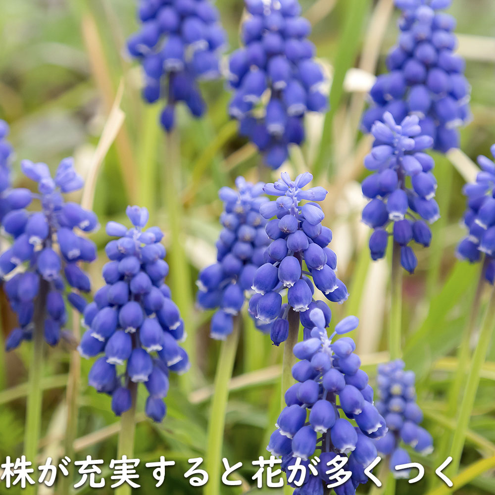ムスカリ 紫色 9.0cmポット 苗｜green-netbox｜12