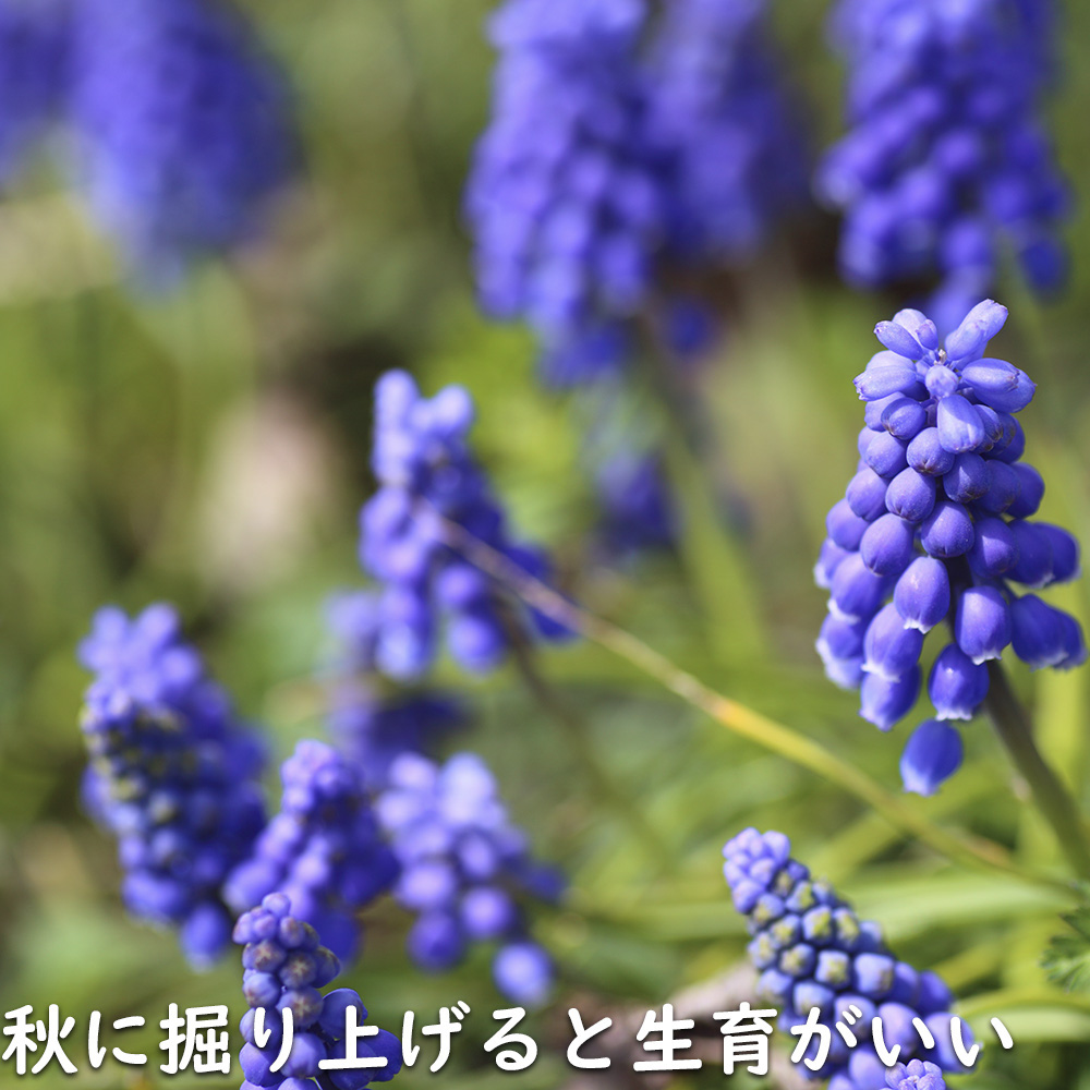ムスカリ 紫色 9.0cmポット 苗｜green-netbox｜13