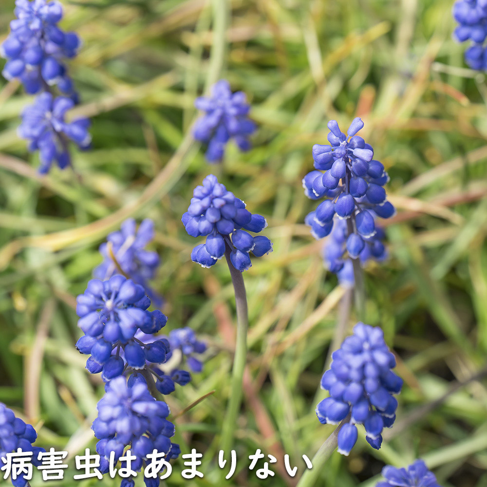 ムスカリ 紫色 9.0cmポット 苗｜green-netbox｜14