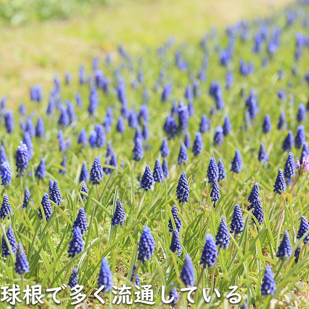 ムスカリ 紫色 9.0cmポット 苗｜green-netbox｜15