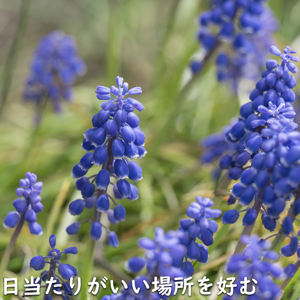 ムスカリ 紫色 9.0cmポット 苗｜green-netbox｜18