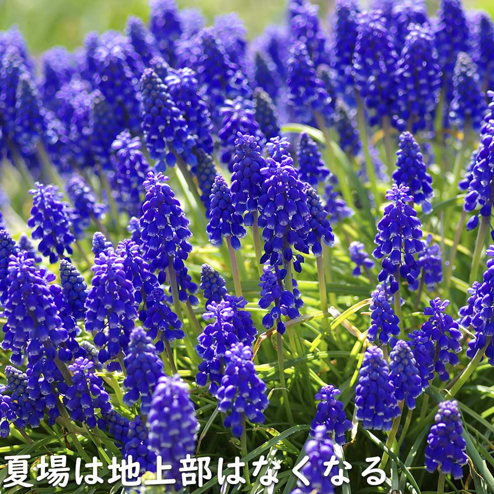 ムスカリ 紫色 9.0cmポット 苗｜green-netbox｜20
