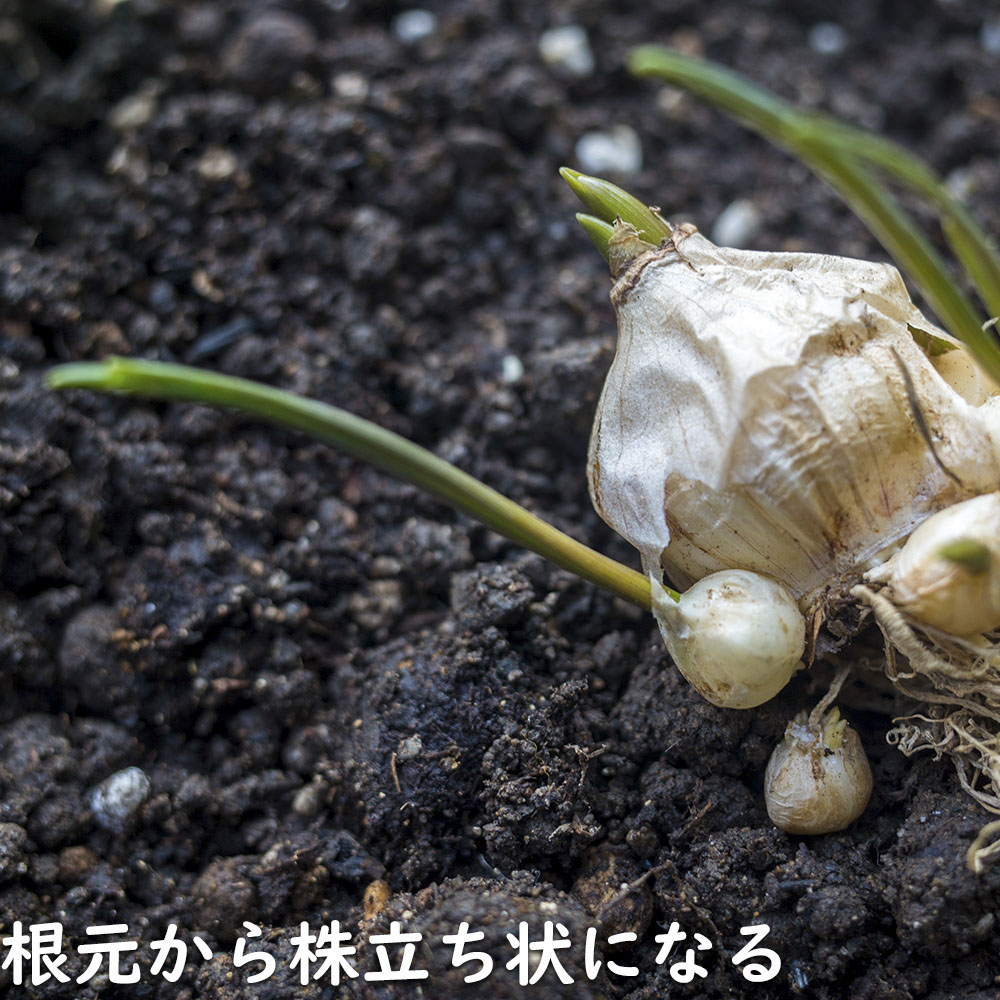 ムスカリ 紫色 9cmポット 苗の詳細画像4