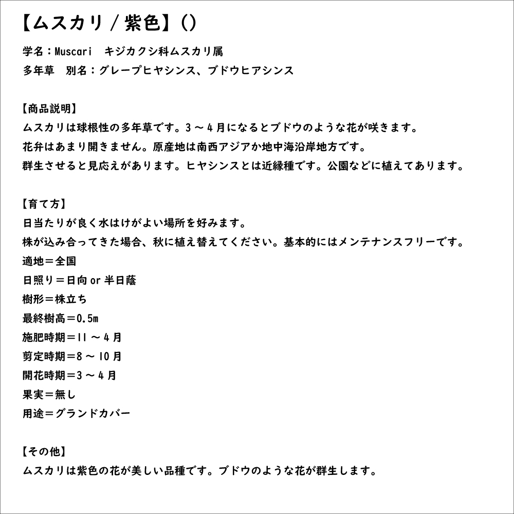 ムスカリ 紫色 9.0cmポット 苗｜green-netbox｜08