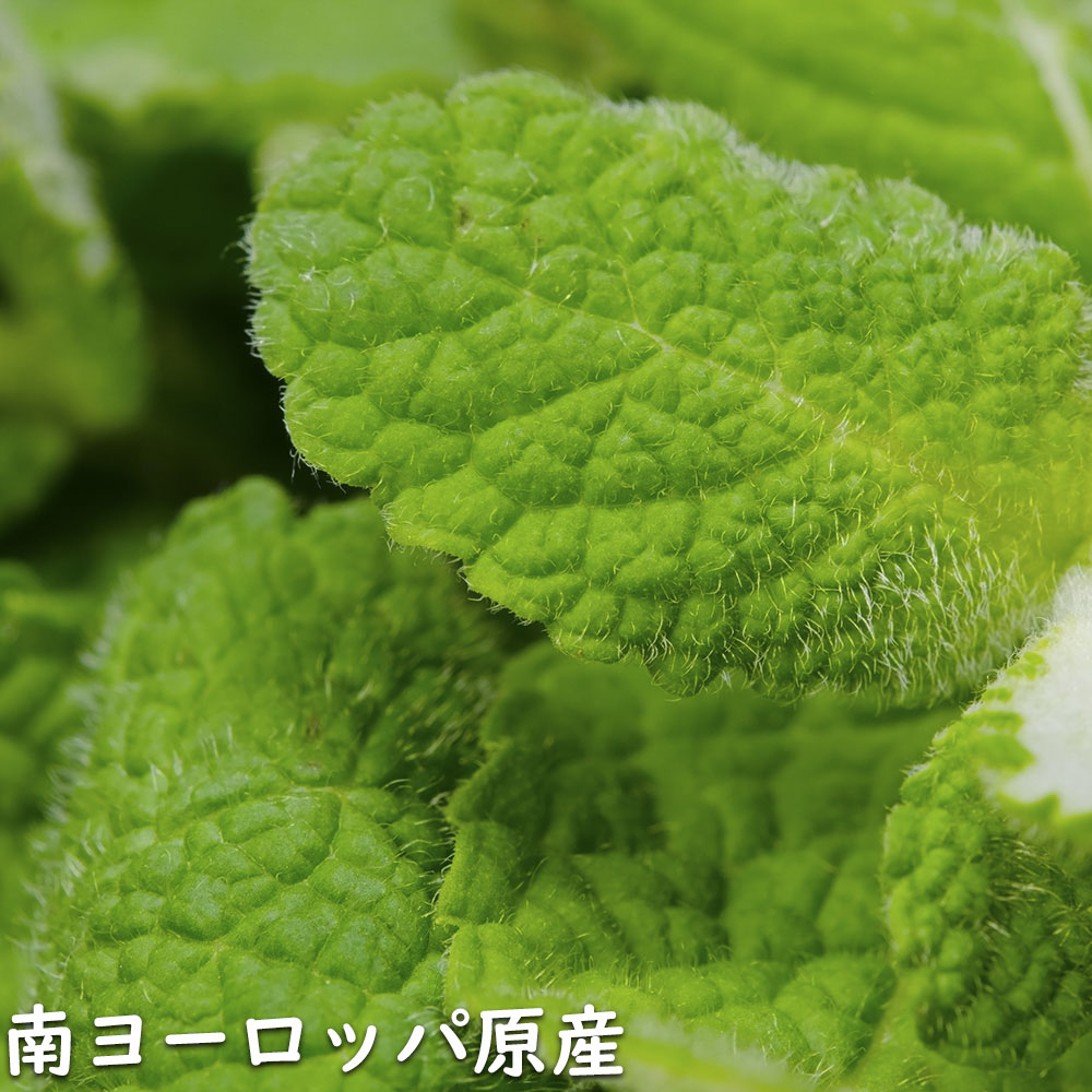 アップルミント 9.0cmポット 50個 苗 : トオヤマグリーン - 通販
