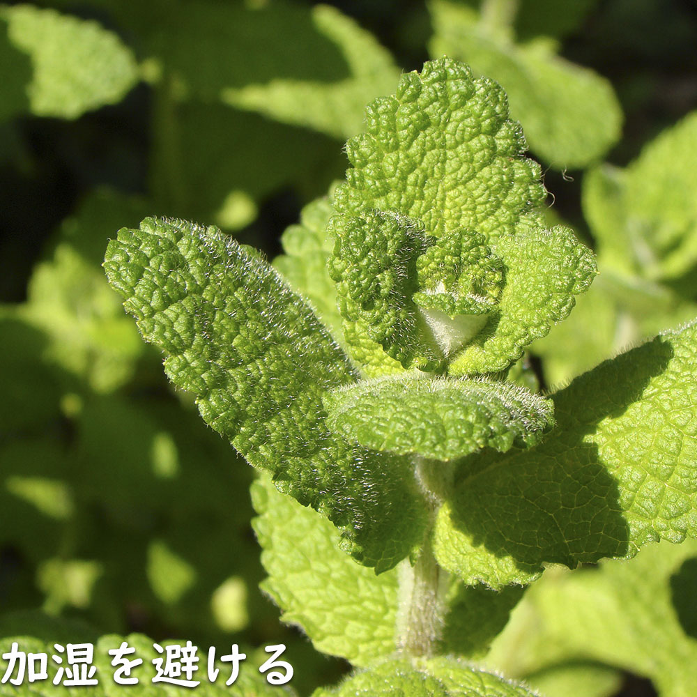 ミント☆ 東海・近畿・四国地区限定】 さわやかミント味 チョコミント蒸しパン6
