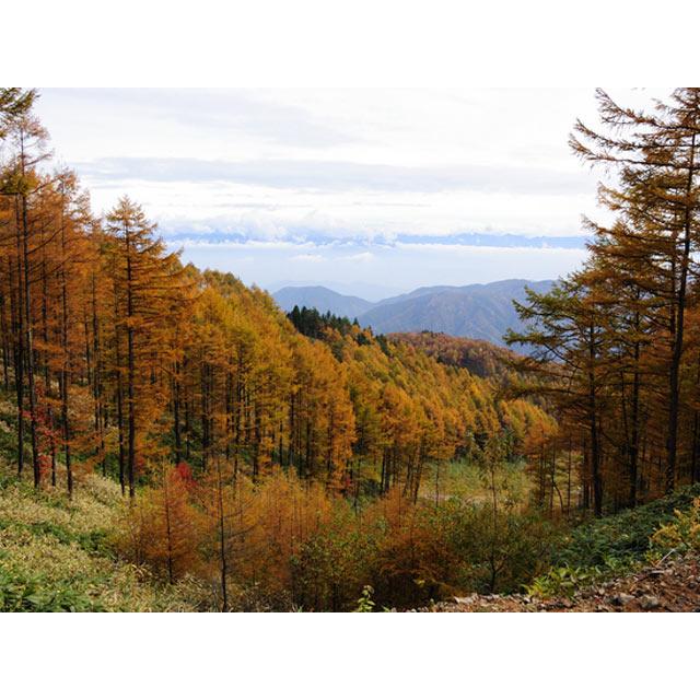 カラマツ 2m 露地 2本 苗木 カラマツ 商品情報 カラマツ 2m 露地 2本 苗木 カラマツ 商品情報