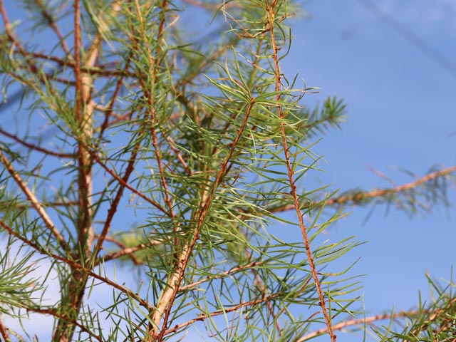 カラマツ 2m 露地 2本 苗木 カラマツ 商品情報 カラマツ 2m 露地 2本 苗木 カラマツ 商品情報