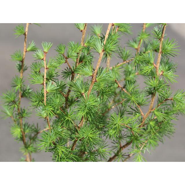 カラマツ 2m 露地 2本 苗木 カラマツ 商品情報 カラマツ 2m 露地 2本 苗木 カラマツ 商品情報