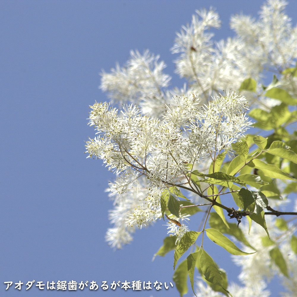 マルバアオダモ 0.8m 露地 苗 : 707808 : トオヤマグリーン - 通販 - Yahoo!ショッピング