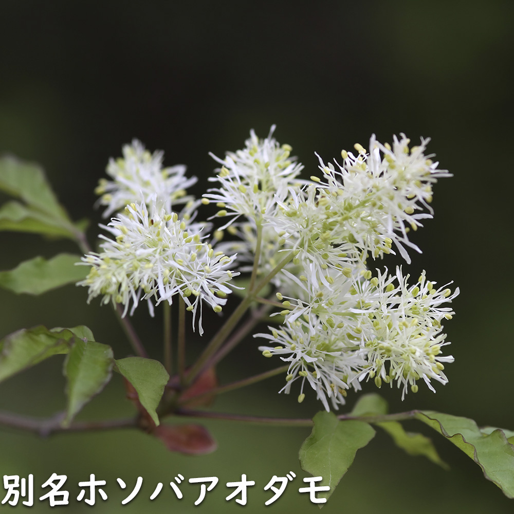 マルバアオダモ 0.3m9cmポット 苗 : トオヤマグリーン - 通販 - Yahoo