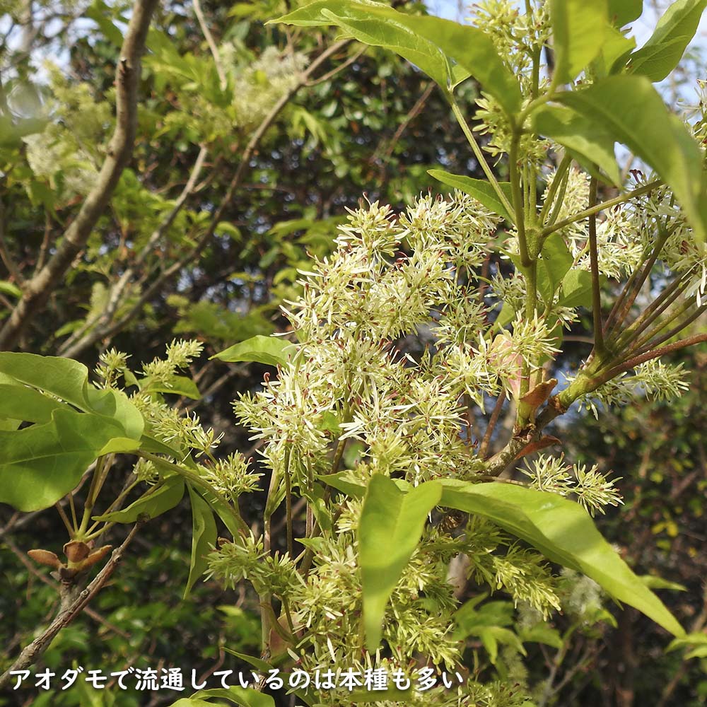 マルバアオダモ 0.8m 露地 苗 : 707808 : トオヤマグリーン - 通販 - Yahoo!ショッピング