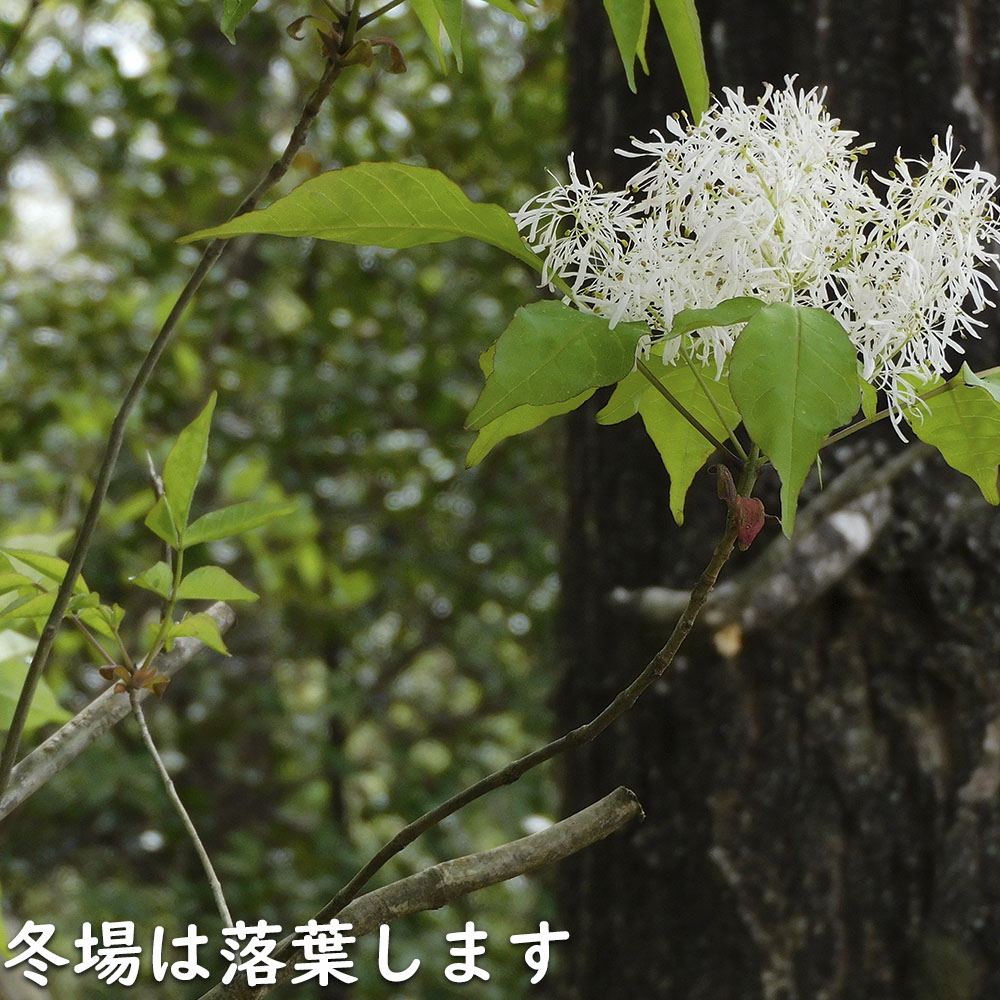 マルバアオダモ 0.8m 露地 苗 : 707808 : トオヤマグリーン - 通販 - Yahoo!ショッピング