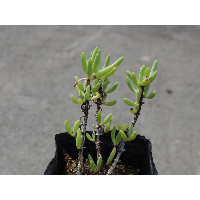 マツバギク 白 9.0cmポット 25個 苗 NA2175157474