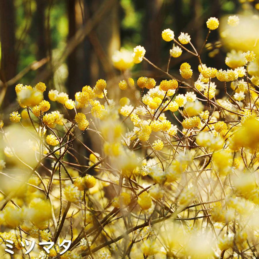 ミツマタ 0.5m 10.5cmポット 4本 苗 商品情報 【ミツマタ】(三椏) 読み:みつまた 学名:Edgeworthia chry ミツマタ 0.5m 10.5cmポット 4本 苗 商品情報 【ミツマタ】(三椏) 読み:みつまた 学名:Edgeworthia chry