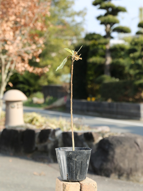ミツマタ 0.2m 10.5cmポット 苗の詳細画像1