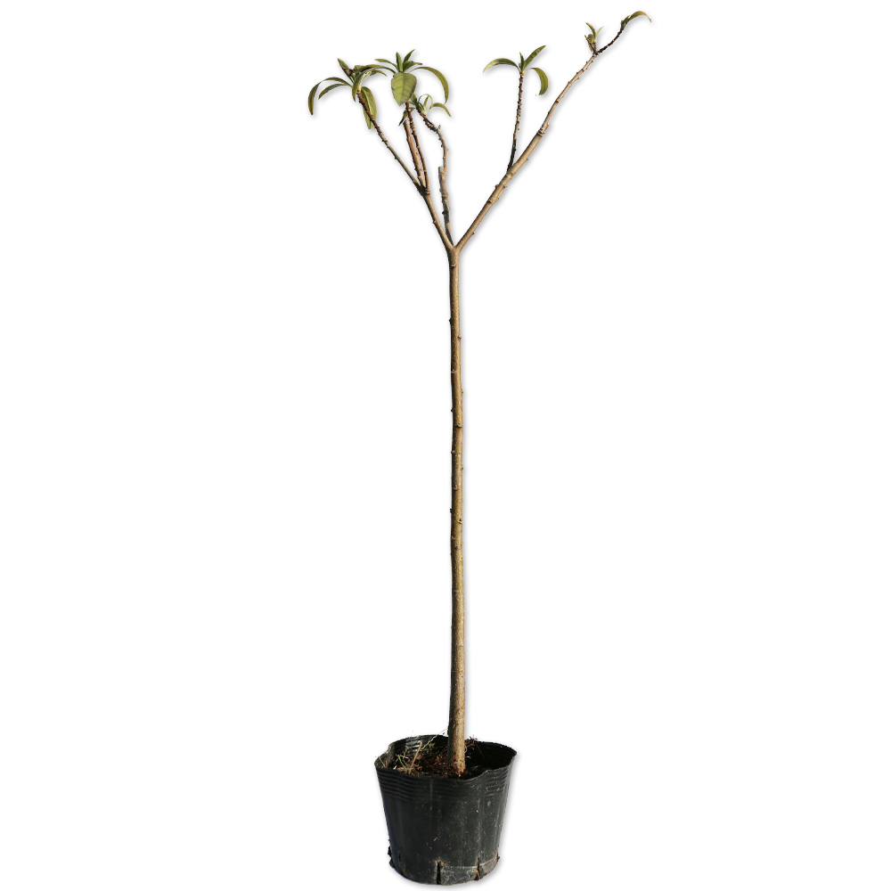 ミツマタ 0.5m 10.5cmポット 4本 苗(11154円)