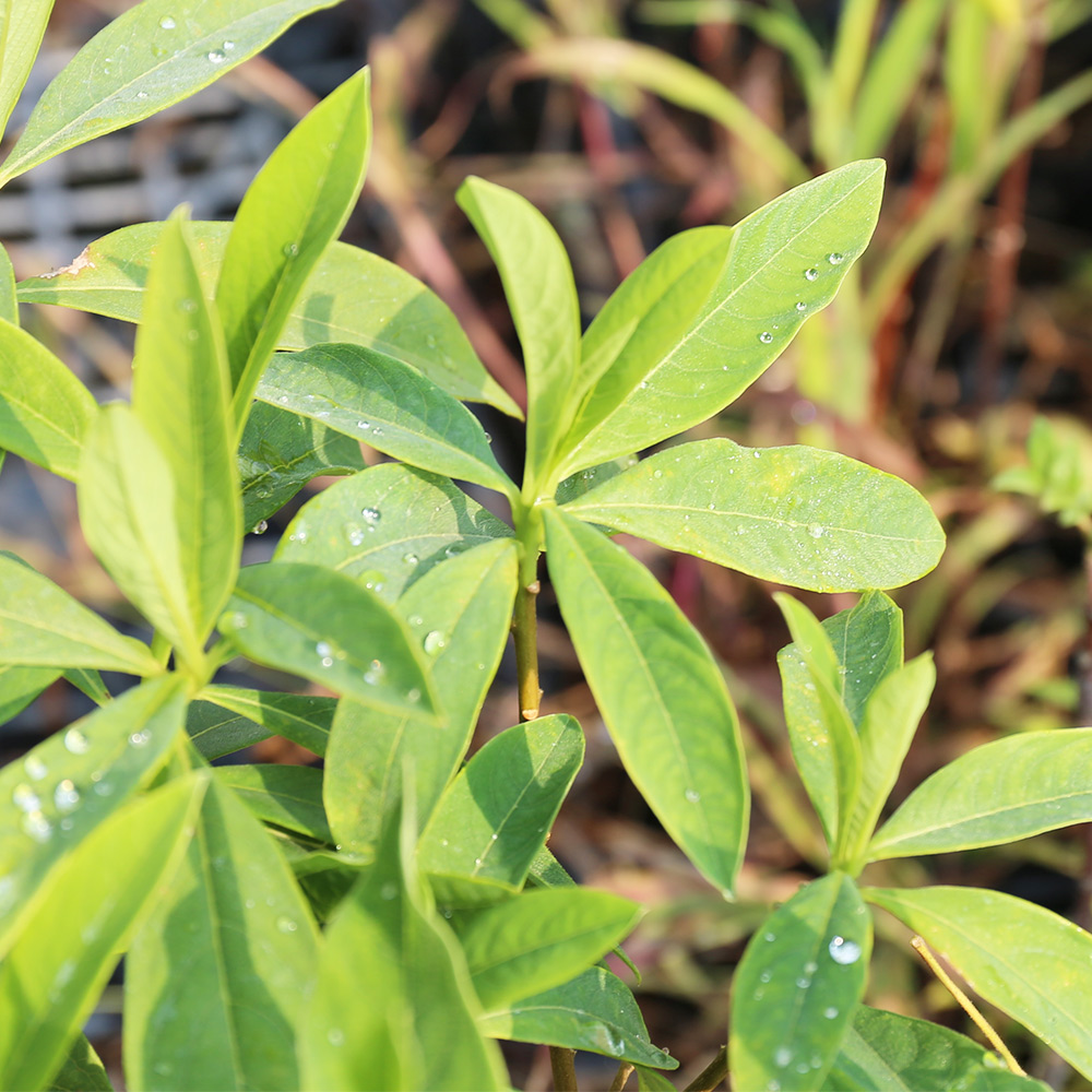 ミツマタ 0.5m 10.5cmポット 4本 苗 商品情報 【ミツマタ】(三椏) 読み:みつまた 学名:Edgeworthia chry ミツマタ 0.5m 10.5cmポット 4本 苗 商品情報 【ミツマタ】(三椏) 読み:みつまた 学名:Edgeworthia chry