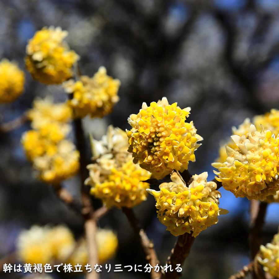 ミツマタ 0.5m 10.5cmポット 4本 苗 商品情報 【ミツマタ】(三椏) 読み:みつまた 学名:Edgeworthia chry ミツマタ 0.5m 10.5cmポット 4本 苗 商品情報 【ミツマタ】(三椏) 読み:みつまた 学名:Edgeworthia chry