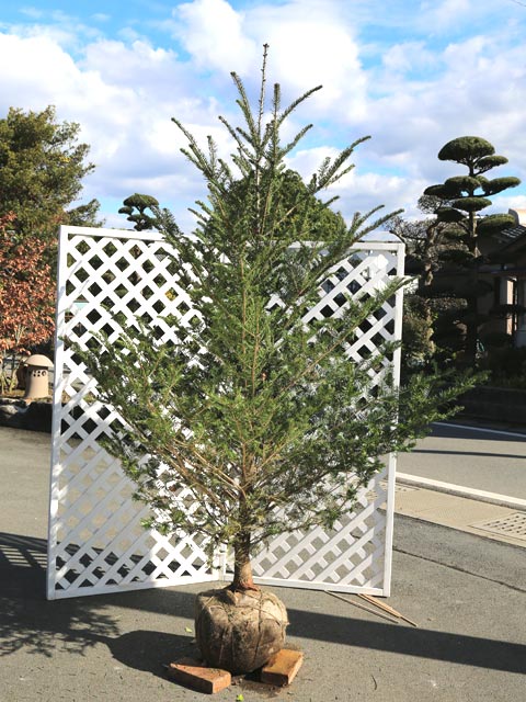 【2点セット】 モミノキ 2m 露地 2本 苗木 【MY1079708853】(39468円)