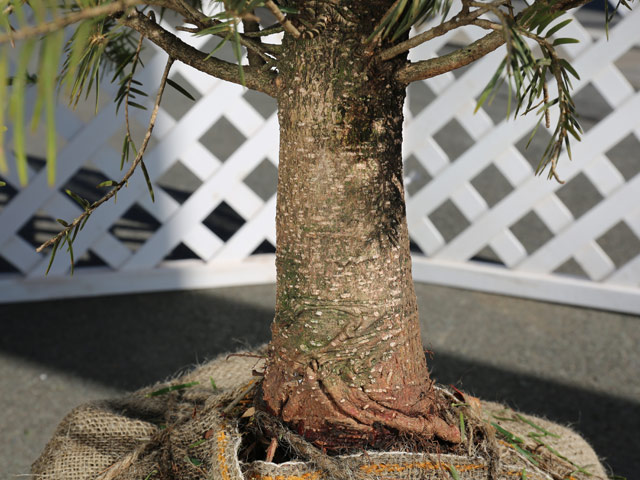 【最安値挑戦中】 モミノキ 2m 露地 2本 苗木 【MYK1079708799】(39468円)