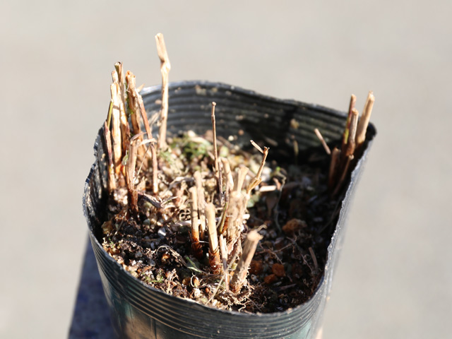 ススキ クラインシルバースパイン 10.5cmポット 20個 苗 