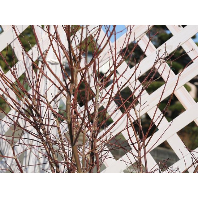 モミジ 青崖 1.5m 露地 苗木 花、ガーデニング 苗木、植木 落葉樹 モミジ 青崖 1.5m 露地 苗木 花、ガーデニング 苗木、植木 落葉樹