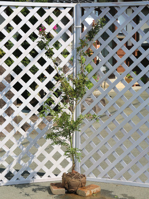 モミジ 青崖 1.5m 露地 苗木(13750円)