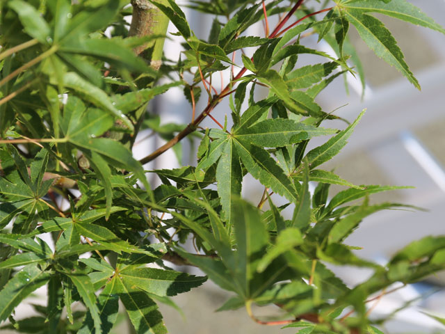 モミジ 青崖 1.5m 露地 苗木 商品情報