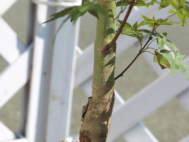 モミジ 青崖 1.5m 露地 苗木 花、ガーデニング 苗木、植木 落葉樹 モミジ 青崖 1.5m 露地 苗木 花、ガーデニング 苗木、植木 落葉樹