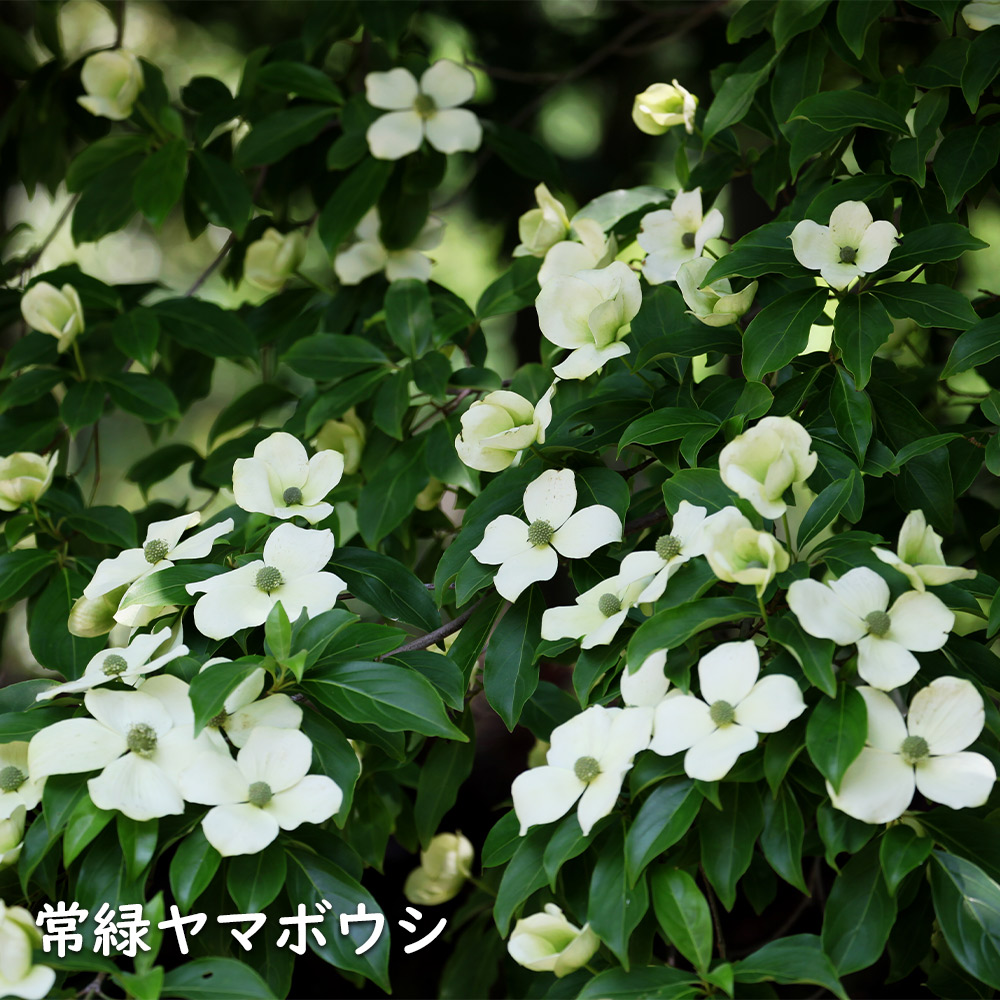 常緑ヤマボウシ 株立ち 1.2m 露地 2本 苗 常緑ヤマボウシ 株立ち 1.2m 露地 2本 苗