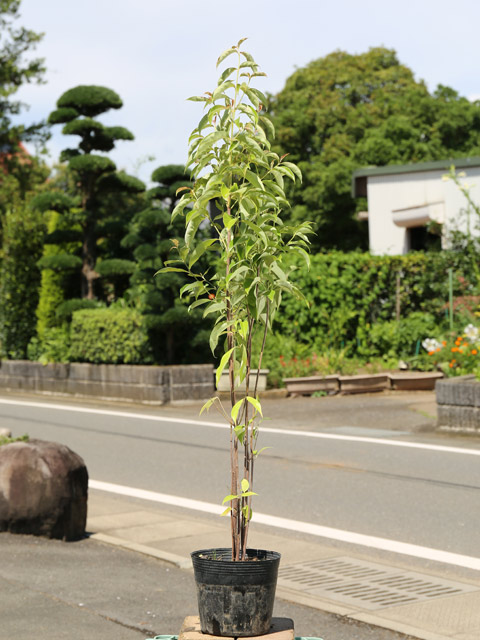 ヤマボウシ 株立ち（苗木、植木）の商品一覧 | 花、ガーデニング 通販