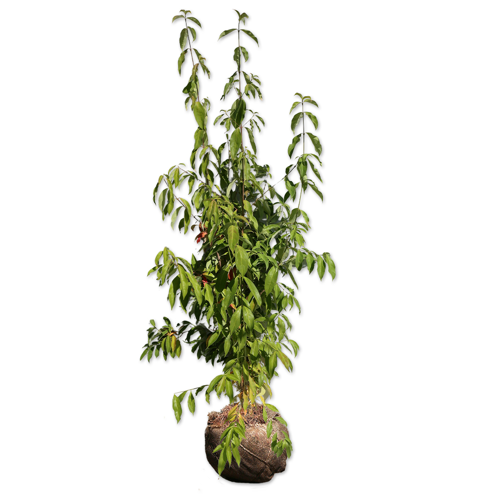 常緑ヤマボウシ 株立ち 1.2m 露地 2本 苗(12100円)