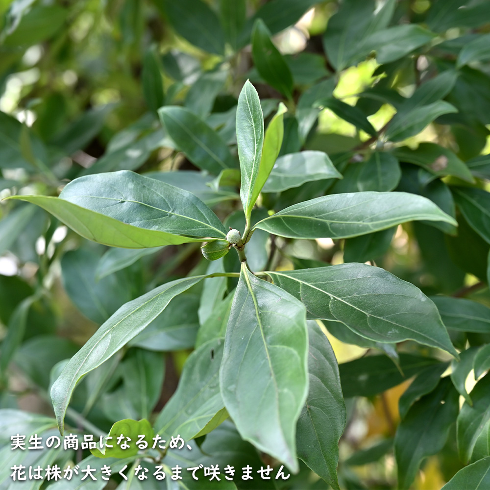 常緑ヤマボウシ 株立ち 1.2m 露地 2本 苗 常緑ヤマボウシ 株立ち 1.2m 露地 2本 苗