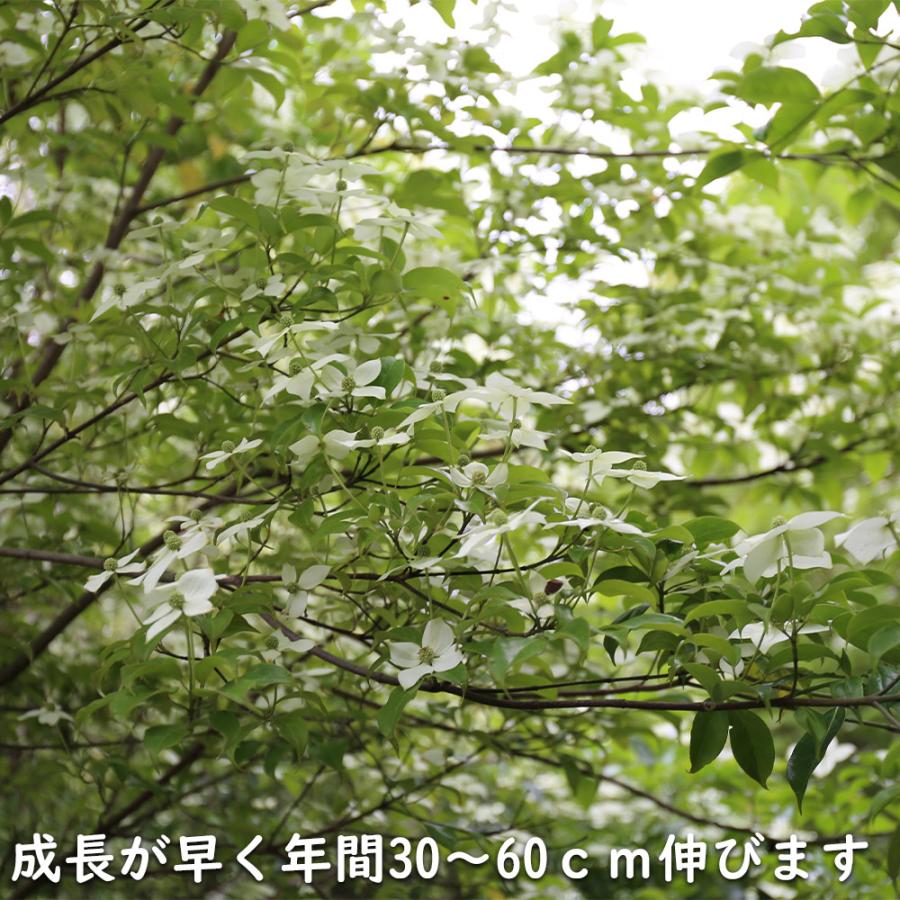 常緑ヤマボウシ 株立ち 1.2m 露地 2本 苗 常緑ヤマボウシ 株立ち 1.2m 露地 2本 苗