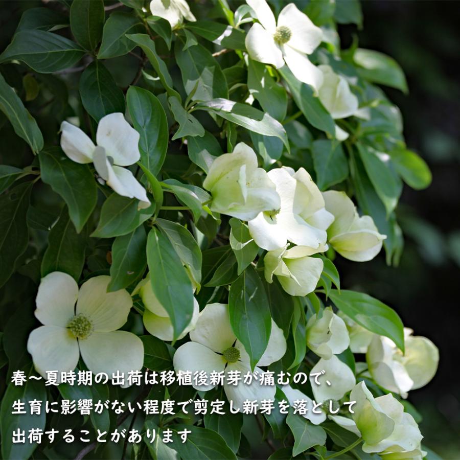 常緑ヤマボウシ 株立ち 1.2m 露地 2本 苗 常緑ヤマボウシ 株立ち 1.2m 露地 2本 苗