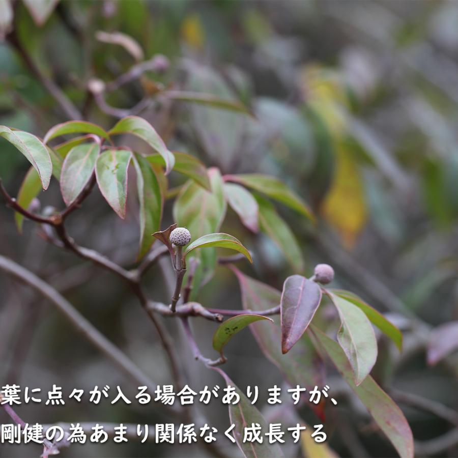 常緑ヤマボウシ 株立ち 1.2m 露地 2本 苗 常緑ヤマボウシ 株立ち 1.2m 露地 2本 苗