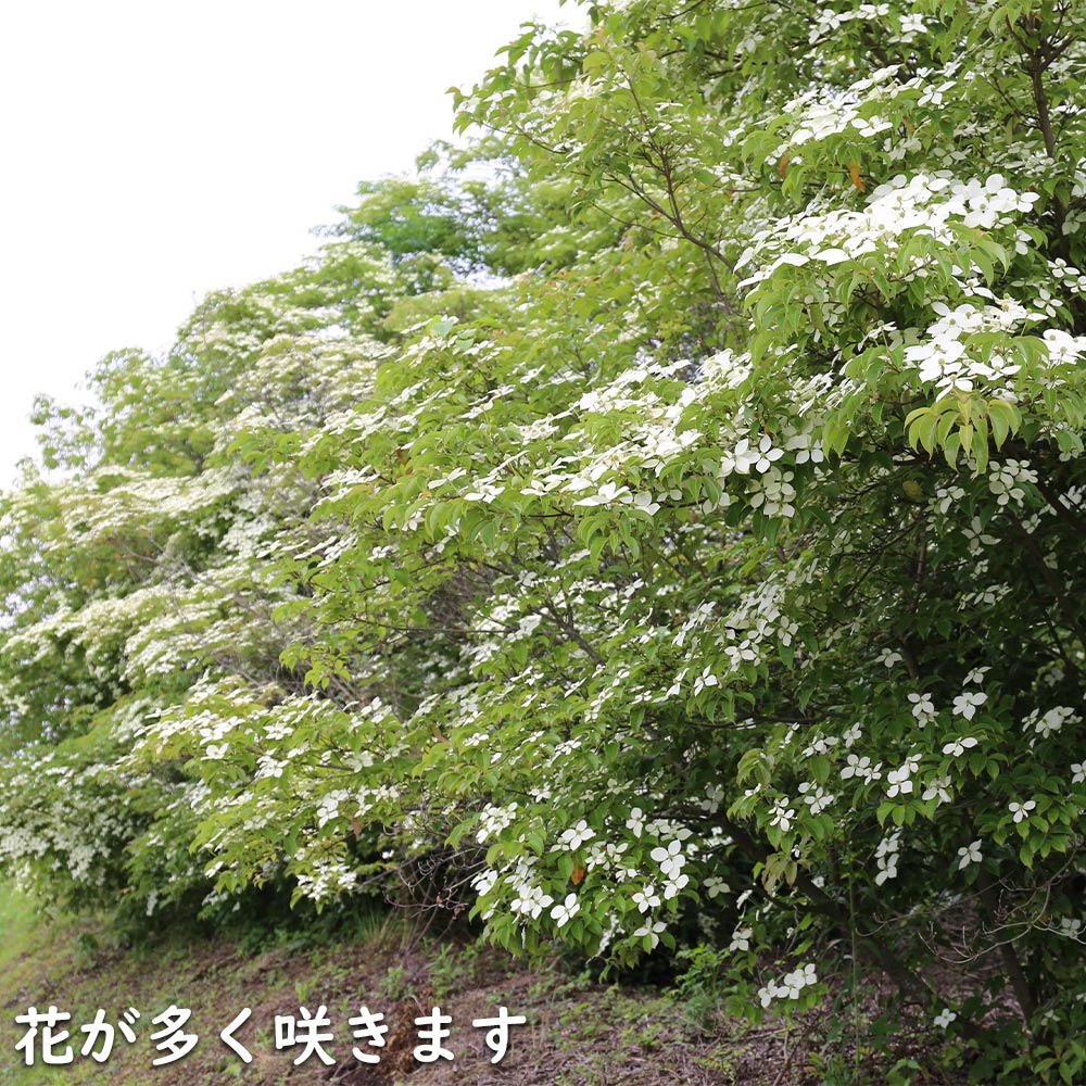常緑ヤマボウシ 単木 2.5m 露地 苗木 : 800335 : トオヤマグリーン