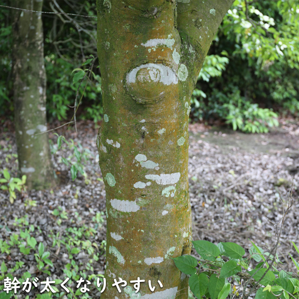 常緑ヤマボウシ 単木 1.2m 露地 苗