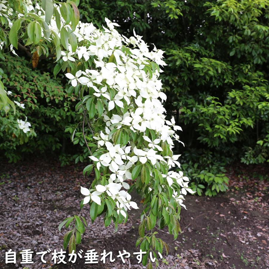 常緑ヤマボウシ 株立ち 1.2m 露地 2本 苗 常緑ヤマボウシ 株立ち 1.2m 露地 2本 苗